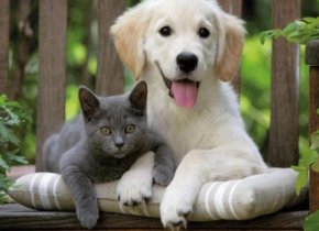 Ankara Evcil Hayvan Halı Koltuk Yıkama 0537 579 99 78